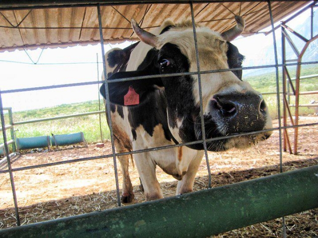 Saludando a la camara